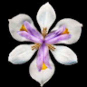 Meet your Posher, Iris